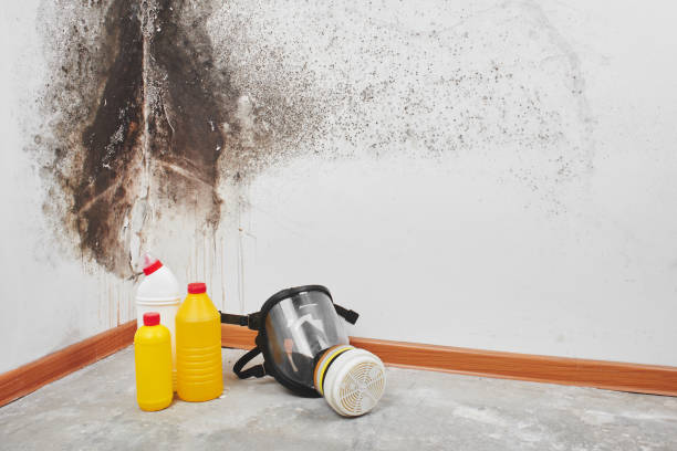 Best Office Mold Removal Services  in Three Lakes, FL