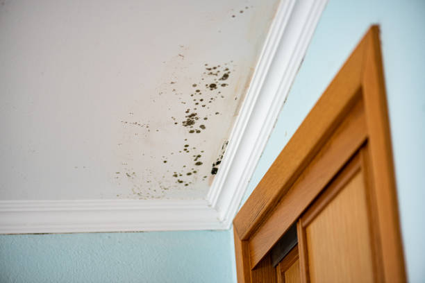 Best Mold Damage Repair  in Three Lakes, FL