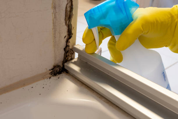 Best Mold Remediation  in Three Lakes, FL