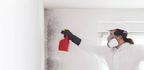 Best Toxic Mold Removal  in Three Lakes, FL