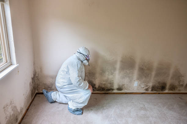 Best Attic Mold Removal  in Three Lakes, FL