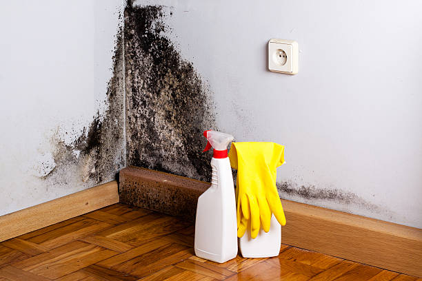 Best Home Mold Removal  in Three Lakes, FL